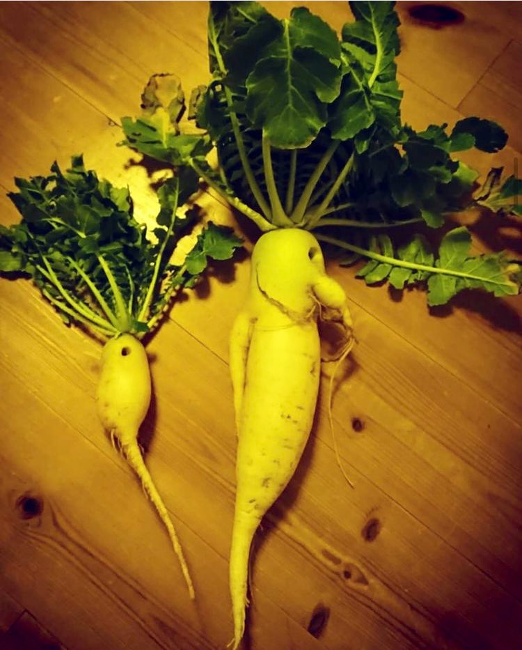 junconb's tweet image. この形　なんだか可愛い
#大根　#野菜　#可愛い