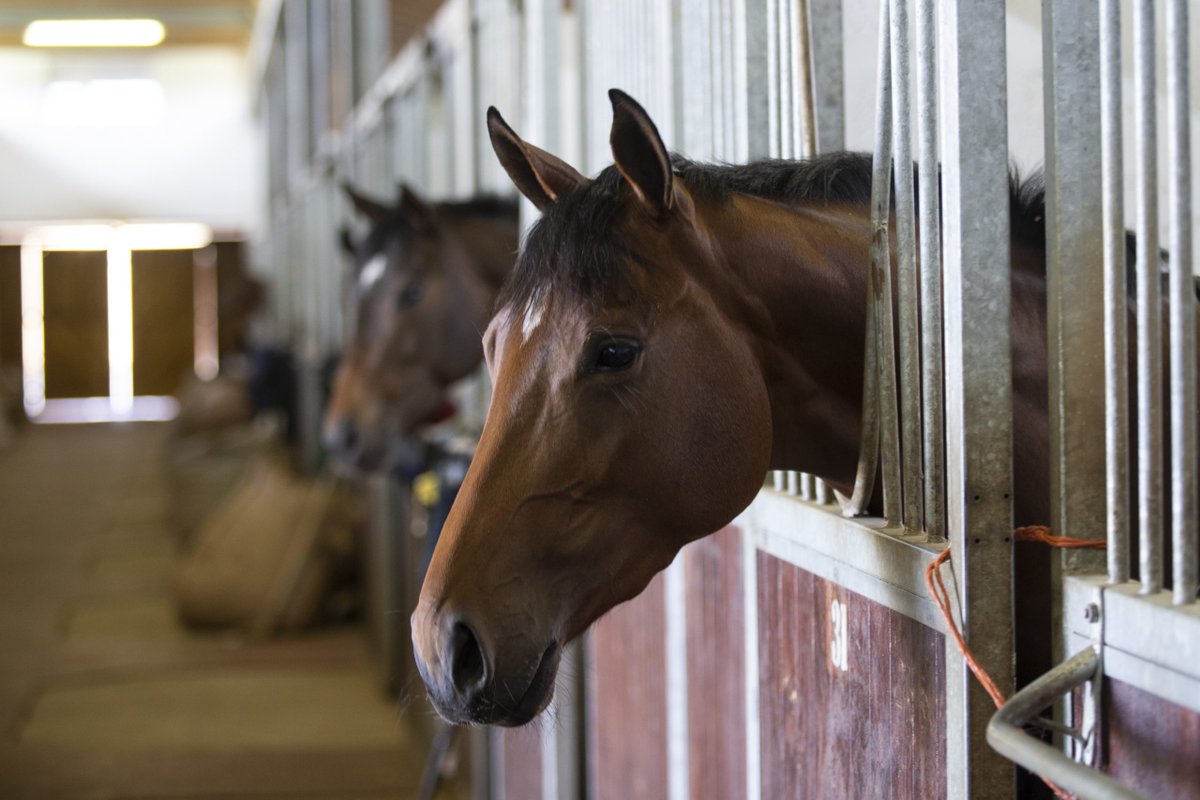 UL's tweet photo. UL's comprehensive Equine Science Course

Find out more about our two equine science programmes - and why our Level 8 Bachelor of Science in Equine Science is unique in Ireland:
https://t.co/kgpmlMvhY3
#StudyatUL https://t.co/cRcRmLjCTx