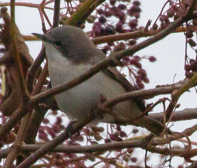 jsutt32's tweet image. Terrible picture from distance but a Whitethroat.  However, almost pure brilliant white and dark legs? Lesser Whitethroat possibly?  If so, a first for me! @_BTO @BTO_GBW @Natures_Voice @WorcsBirding