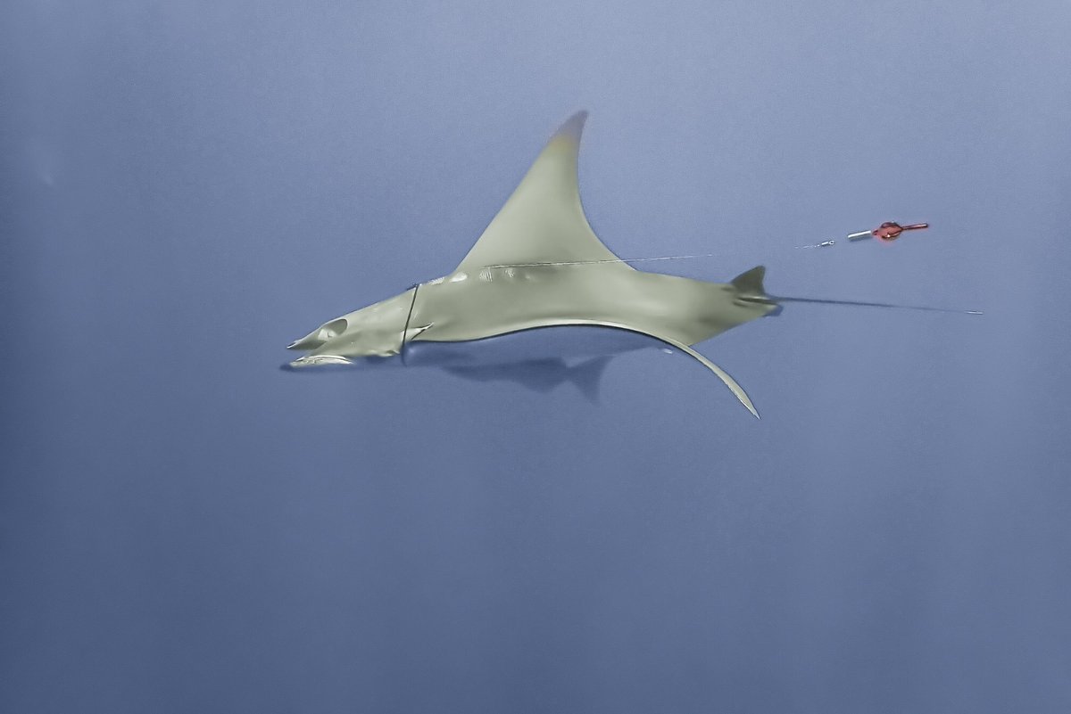 Jorge Moreno🇮🇨🦈 tweet media