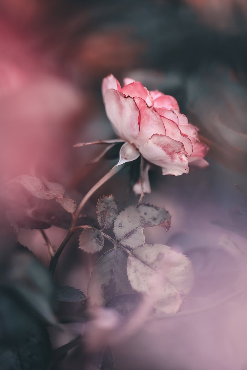_pryo_'s tweet photo. 薔薇 https://t.co/zxiLI4gia8