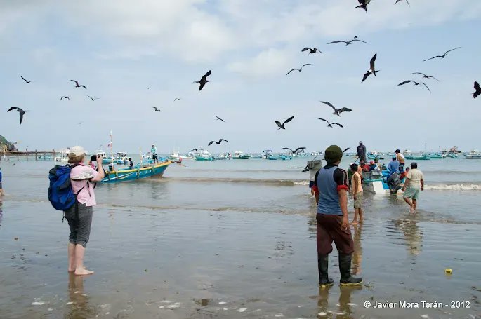 AmericasPartner's tweet image. A paradise for bird enthusiasts! Do your clients love birds and wildlife? Why not recommend that they visit Ecuador and The Galapagos Islands. 
For more information please contact fernanda@georeisen-ecuador.com 

#wildlife #birdwatching #geoboutiquetravel #equadorand…