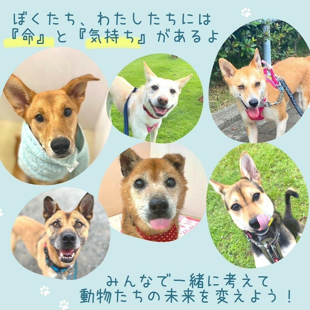 PeaceWankoJapan's tweet photo. 🍀お知らせ🍀
#保護犬 の家族を探すためRTで応援お願いします🐶❤

#譲渡会 #イベント
・8/20-21　広島
・8/21　広島、岡山、福山
・8/27　東京
・8/28　神奈川、福山
・9/3-4　広島
・9/4　広島
👉 https://t.co/VXLKkFCYUn  

#ピースワンコ #保護犬を迎える選択肢 #���犬も可愛いぞ #里親募集中 https://t.co/Xz3vxxSua0