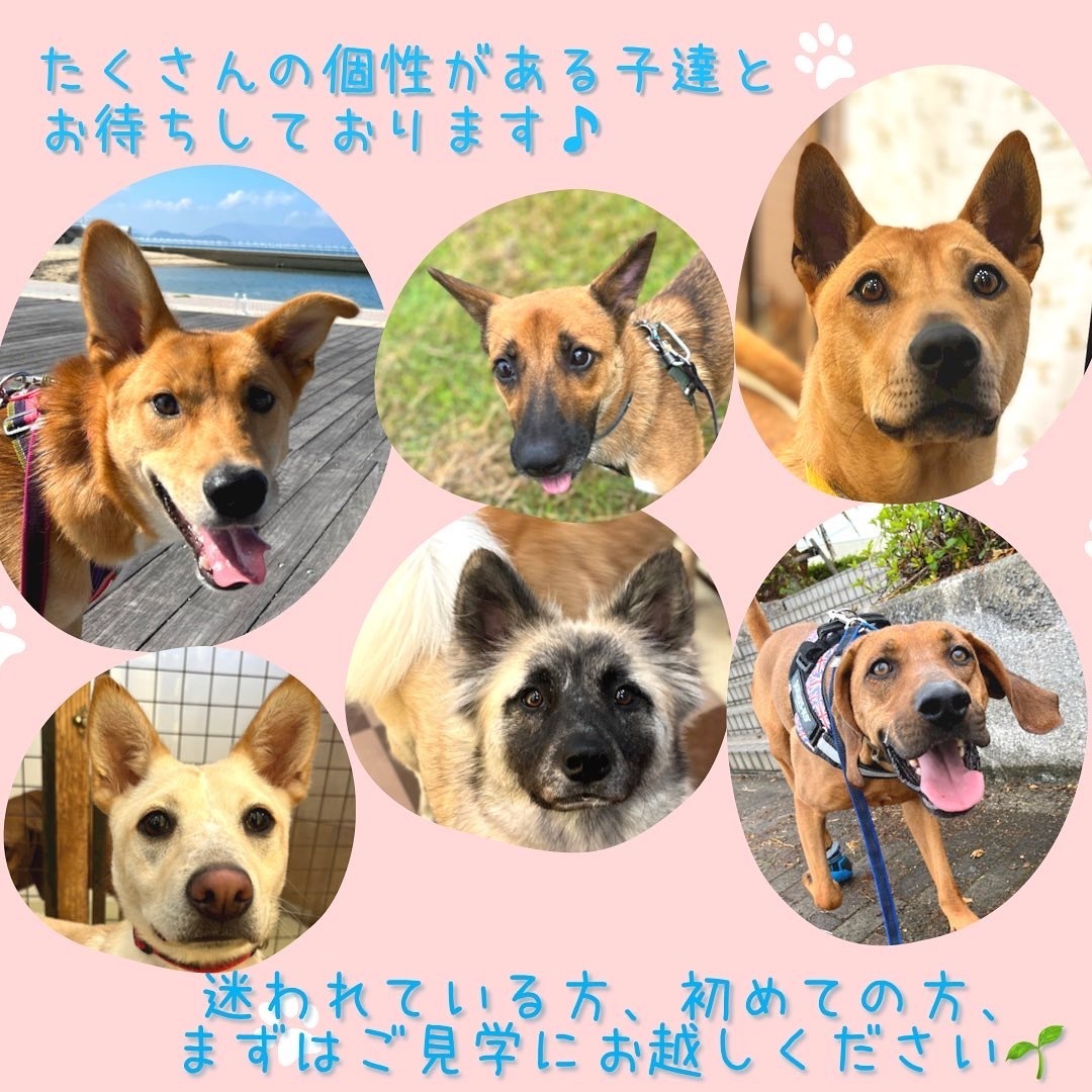PeaceWankoJapan's tweet photo. 🍀お知らせ🍀
#保護犬 の家族を探すためRTで応援お願いします🐶❤

#譲渡会 #イベント
・8/20-21　広島
・8/21　広島、岡山、福山
・8/27　東京
・8/28　神奈川、福山
・9/3-4　広島
・9/4　広島
👉 https://t.co/VXLKkFCYUn  

#ピースワンコ #保護犬を迎える選択肢 #���犬も可愛いぞ #里親募集中 https://t.co/Xz3vxxSua0