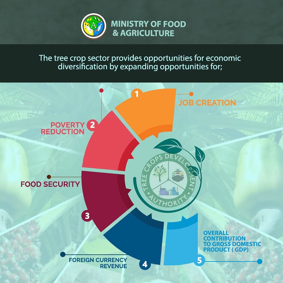 mofagovgh's tweet photo. The tree crop sector provides opportunities for economic diversification by expanding opportunities. 

#MoFA
#PFJ
#PERD
#TCDA
#treecrop
#AgricinGhana
#treecropindustry https://t.co/1bgtBA676l
