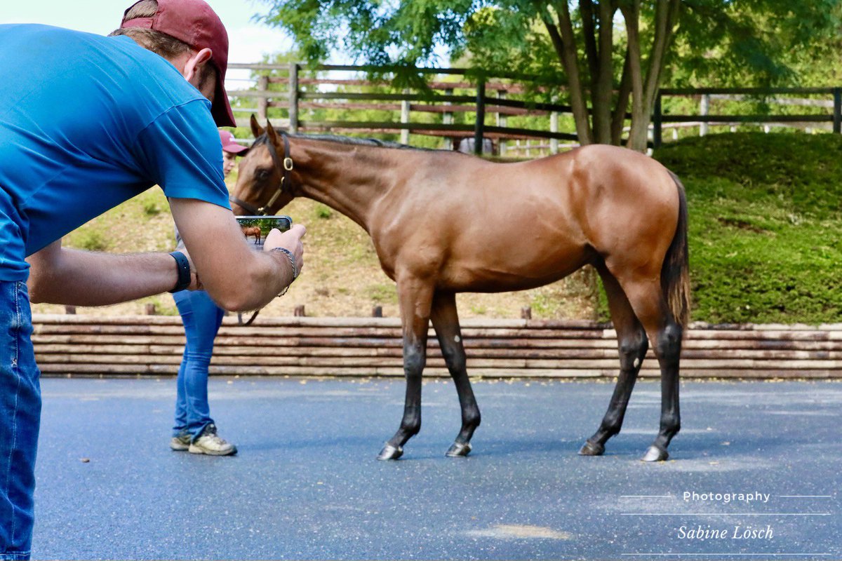 svl_design's tweet photo. @HarasOmbreville @svl_design
#DoubleShoot
#yearlings @BBAG_Sales https://t.co/GqPzxplIh5