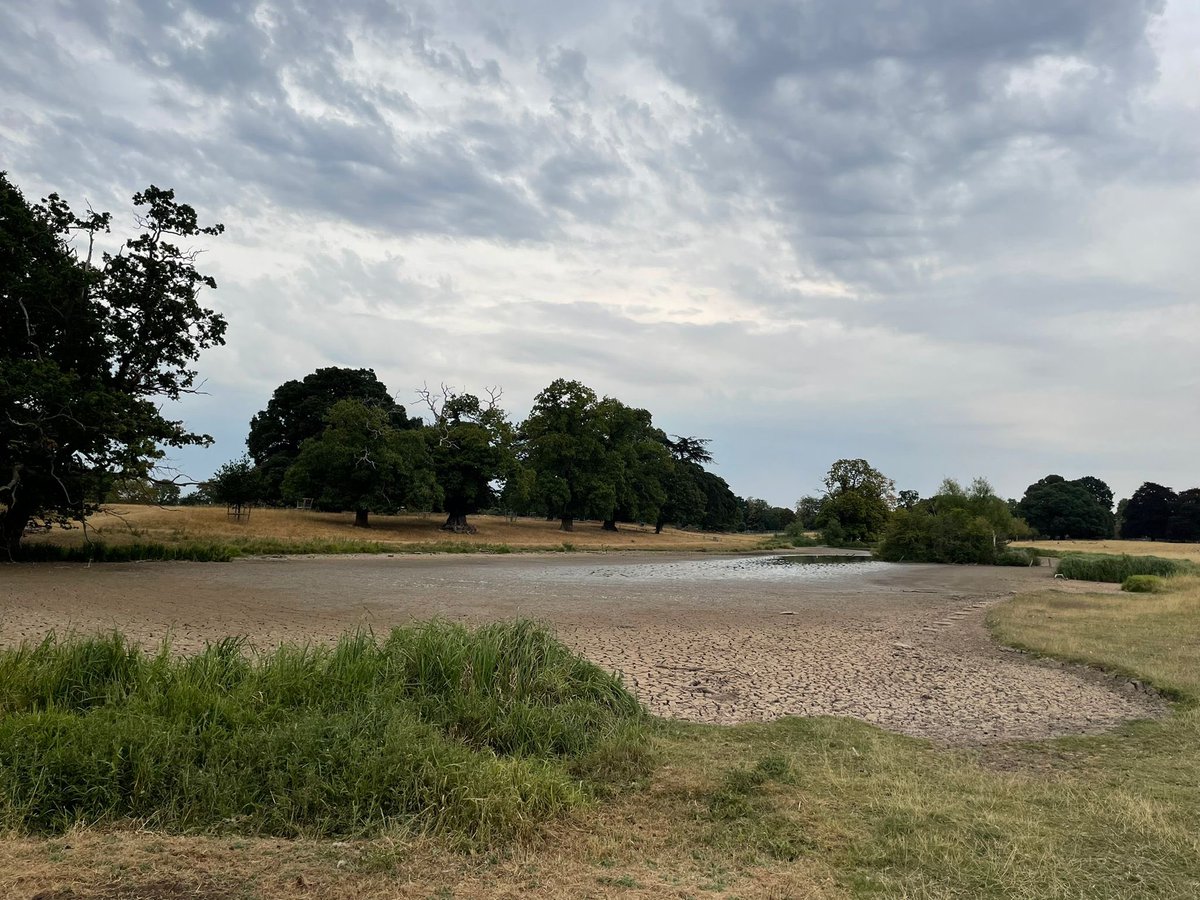 Mark Roberts (@nt_watermark) on Twitter photo Some stark images over the weekend of the lake <a href="/CharlecoteNT/">Charlecote Park (NT)</a>. Not abstracted but has now dried out with a devastating impact for #nature. #drought2022 #drought #climatechange @NTmidlands Some stark images over the weekend of the lake <a href="/CharlecoteNT/">Charlecote Park (NT)</a>. Not abstracted but has now dried out with a devastating impact for #nature. #drought2022 #drought #climatechange @NTmidlands