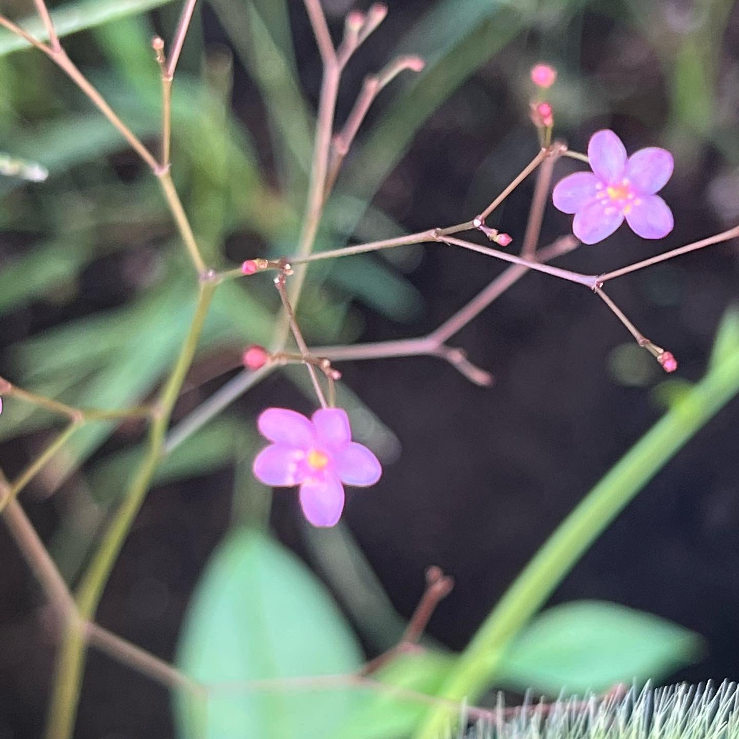 ミ ェ ミ ハゼラン科タリヌム属 半耐寒性多年草 ハゼラン 爆蘭 別名 サンジソウ 三時草 花言葉 真心 T Co U9ol9jdjcd Twitter