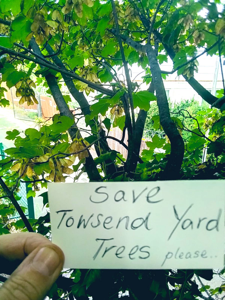 zabrinskyy's tweet photo. 3 #treeprotectors climbed trees due to be felled today in Townsend Yard, #Highgate Village, #London. They #protest @haringeycouncil decision to consider null some #tpo in the area and the constant #chopping of #trees in #boroughofharingey (picture by them). https://t.co/YOlSW05Ylx