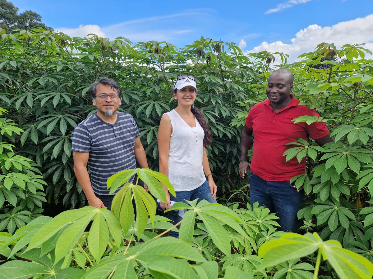 Dr. Stephan Winter (@drstephanwinte1) on Twitter photo On the hunt to take the witch from the #cassava broom #CWBD. Watch out on this intercontinental dream team @Warren, <a href="/WJCuellar/">Wilmer Cuellar</a> <a href="/SamarSheat/">Samar Sheat, Ph.D.🌿</a> <a href="/BiovIntCIAT_eng/">Alliance of Bioversity International and CIAT</a> <a href="/Leibniz_DSMZ_en/">Leibniz-Institut DSMZ</a>
Together, funky & strong On the hunt to take the witch from the #cassava broom #CWBD. Watch out on this intercontinental dream team @Warren, <a href="/WJCuellar/">Wilmer Cuellar</a> <a href="/SamarSheat/">Samar Sheat, Ph.D.🌿</a> <a href="/BiovIntCIAT_eng/">Alliance of Bioversity International and CIAT</a> <a href="/Leibniz_DSMZ_en/">Leibniz-Institut DSMZ</a>
Together, funky & strong