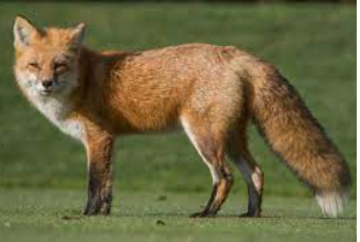 v_geuzen's tweet photo. all groups or appeals to come to #ypres to demonstrate or take action against #yzerwake on 28/08 have no respect at all for the political strategy of the local and flemish democrats and #antifa and are to be considered as provocations - be Reinaert the FOX not the stupid Bull https://t.co/kkJ4AICcgi