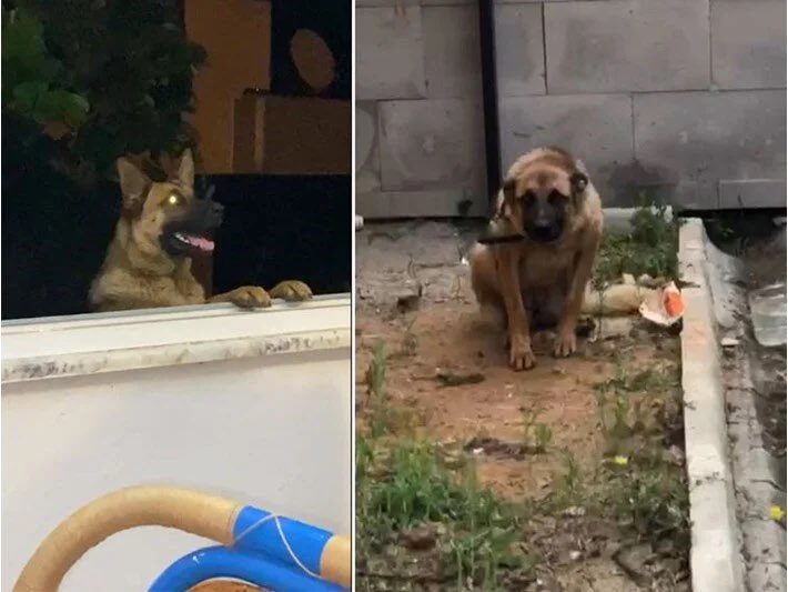 Yer: Trabzon. Sokakta çıkan arbedede bekçiyi ısıran bir sokak köpeği, gözaltına alındı.