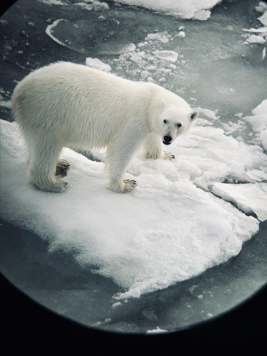 I see you. Magnificent bear. 

🐾🐾🐾🐾🐾🐾🐾🐾🐾🐾🐾🐾

#Arctic #shotoniphone 
#polarbear #animalphotography 
#happyexpeditionleader