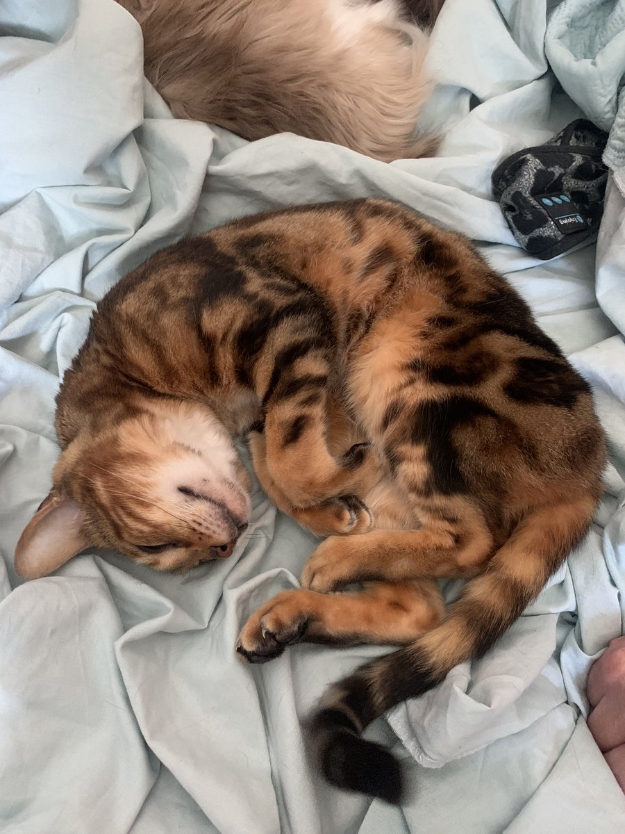 EmmaAnd06308626's tweet photo. @TheOfficialJVS Here’s my happy healthy indoor cats, they have a catio in my garden to keep them safe, I think anyone who lets their cats roam don’t really care about their cats https://t.co/7Ej9jOZSvJ