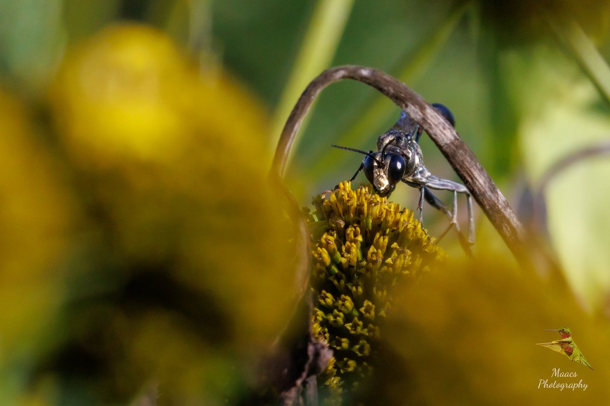 gone_mac's tweet photo. Small world 🌎.
Red-banded Sand Wasp
#Canon EOS 90D

#TwitterNatureCommunity #wildlifephotography @WildlifeMag @NatGeoPhotos #canonphotography #ShotOnCanon #NaturePhotography
#insectphotography #insectTwitter 
#bugsworld https://t.co/7PNQRSgs4r