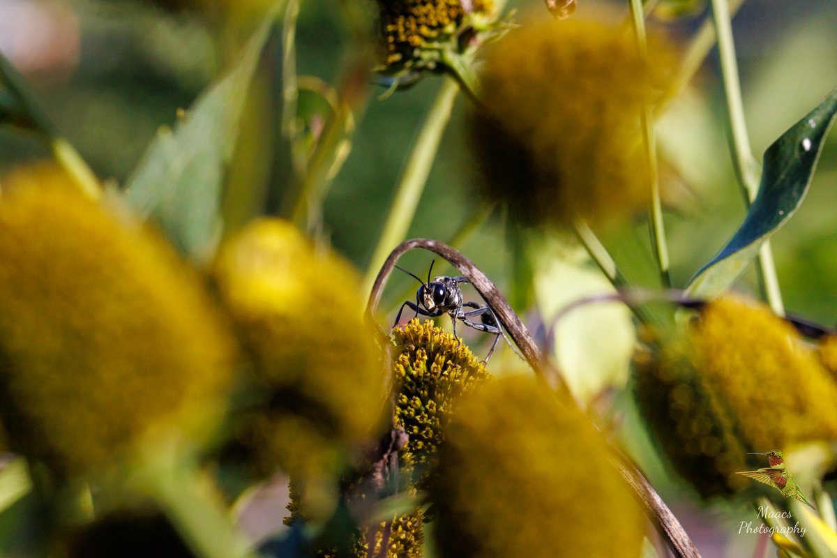 gone_mac's tweet photo. Small world 🌎.
Red-banded Sand Wasp
#Canon EOS 90D

#TwitterNatureCommunity #wildlifephotography @WildlifeMag @NatGeoPhotos #canonphotography #ShotOnCanon #NaturePhotography
#insectphotography #insectTwitter 
#bugsworld https://t.co/7PNQRSgs4r