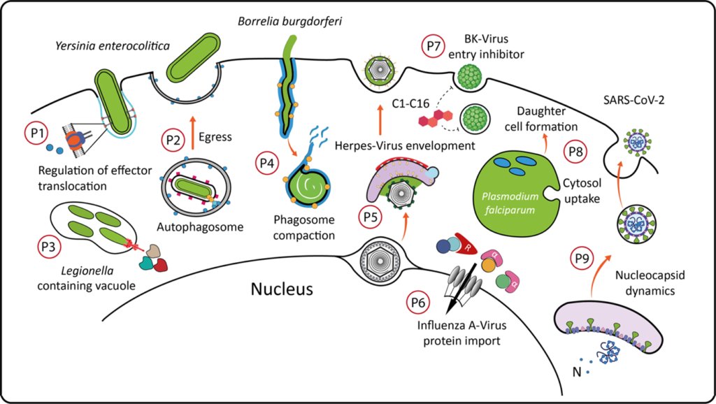 PhD-positions available!
We have vakant PhD-positions for a research training group in Hamburg (Germany). Different projects on bacteria, viruses and parasites. Still time to apply. Please RT!

grk2771.de/open-positions/