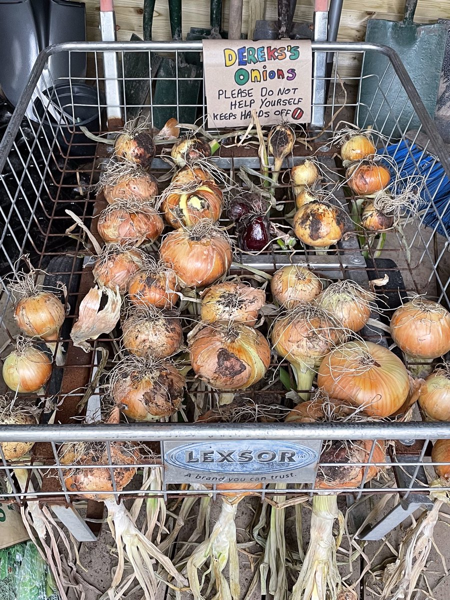 derekb67's tweet photo. Hope you like the sign. I was drying onions at the allotment and somebody took some. Thankfully, the YMCA group had been doing signs for the veg and when asked they made a sign for the onions. Needless to say, they haven't been touched since. #dryingonions #allotmentgrown #gyo https://t.co/DwfhYzJ76P