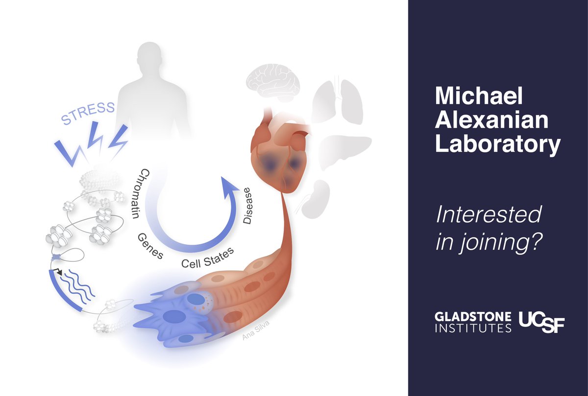 Big personal news time: so excited to share that my lab opens at @GladstoneInst @UCSF this September! The central theme of our group will be to understand the epigenomic mechanisms that govern cellular plasticity in normal physiology and disease, with a focus on the heart.