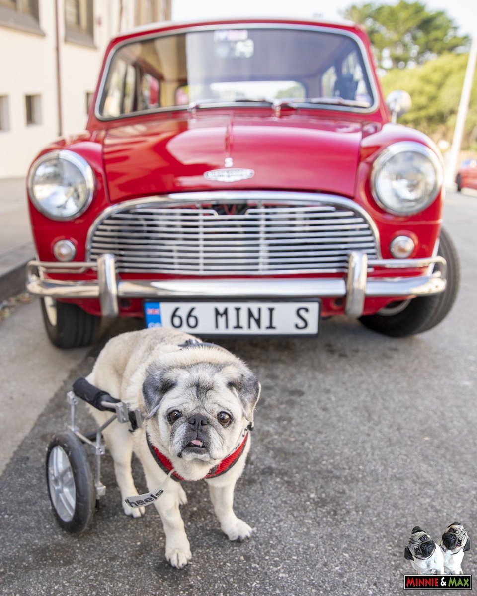 They spelled “Minnie” wrong. 🙄❤️
@MINIUSA #MontereyCarWeek #pug