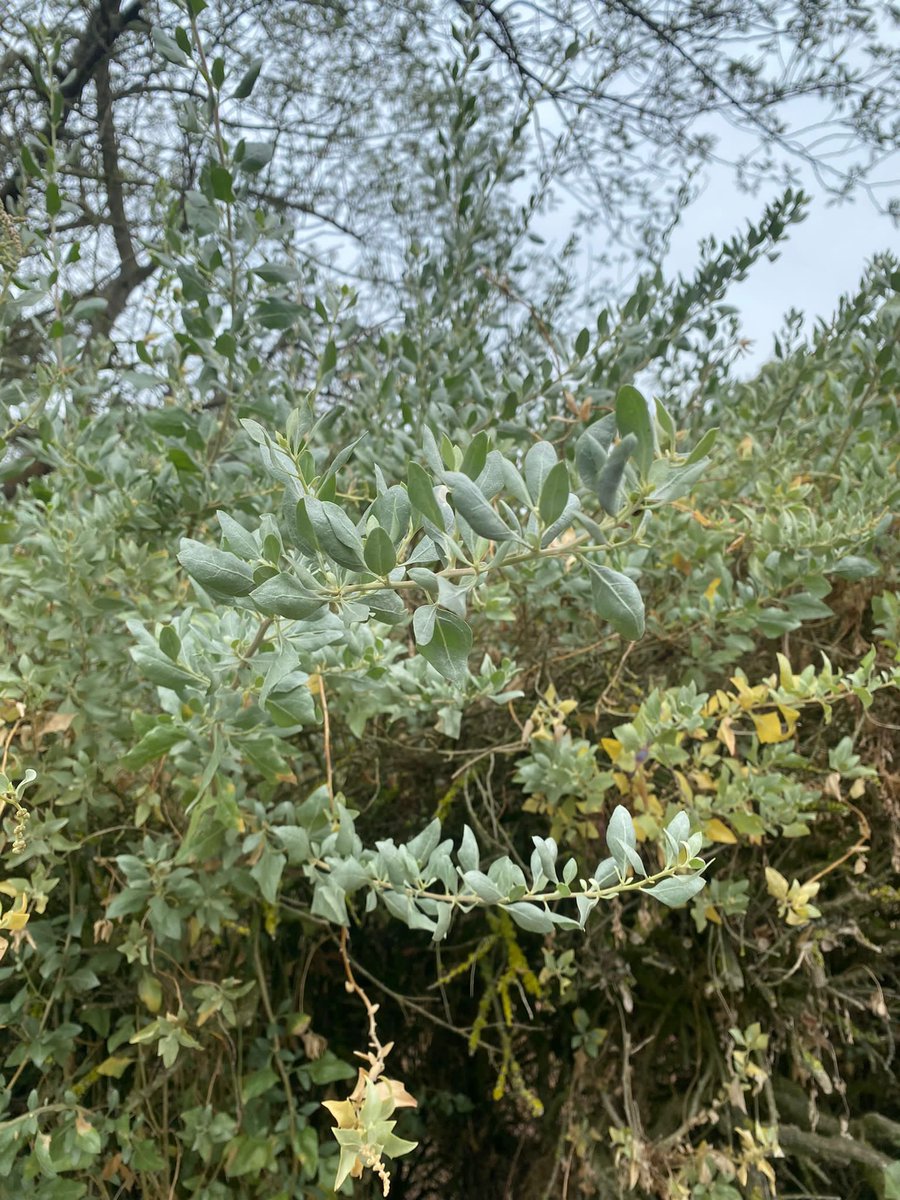 PVCP-C-one-O-one tweet media