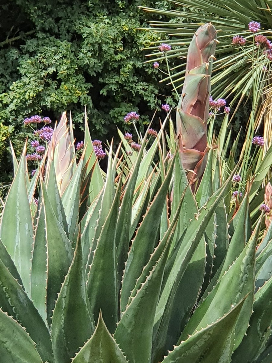 Agave Montana, astonished us with 2 flower scapes today, how good is that?