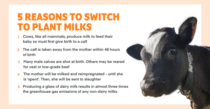veganuary's tweet photo. So many people have already made the switch to plant-based milk - are you one of them? Tell us your reason for ditching dairy milk and have you noticed any changes since you have? 🥥🌾👇⁠
⁠
#ChooseDairyFree #WorldPlantMilkDay https://t.co/YWHoA3OEGB