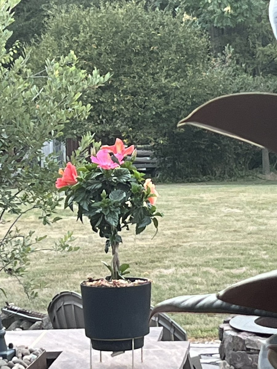 kimsesh's tweet photo. Hard to believe that summer is coming to a close! #peacefulmorning 😉#hummingbird https://t.co/5UFA66x6Xk