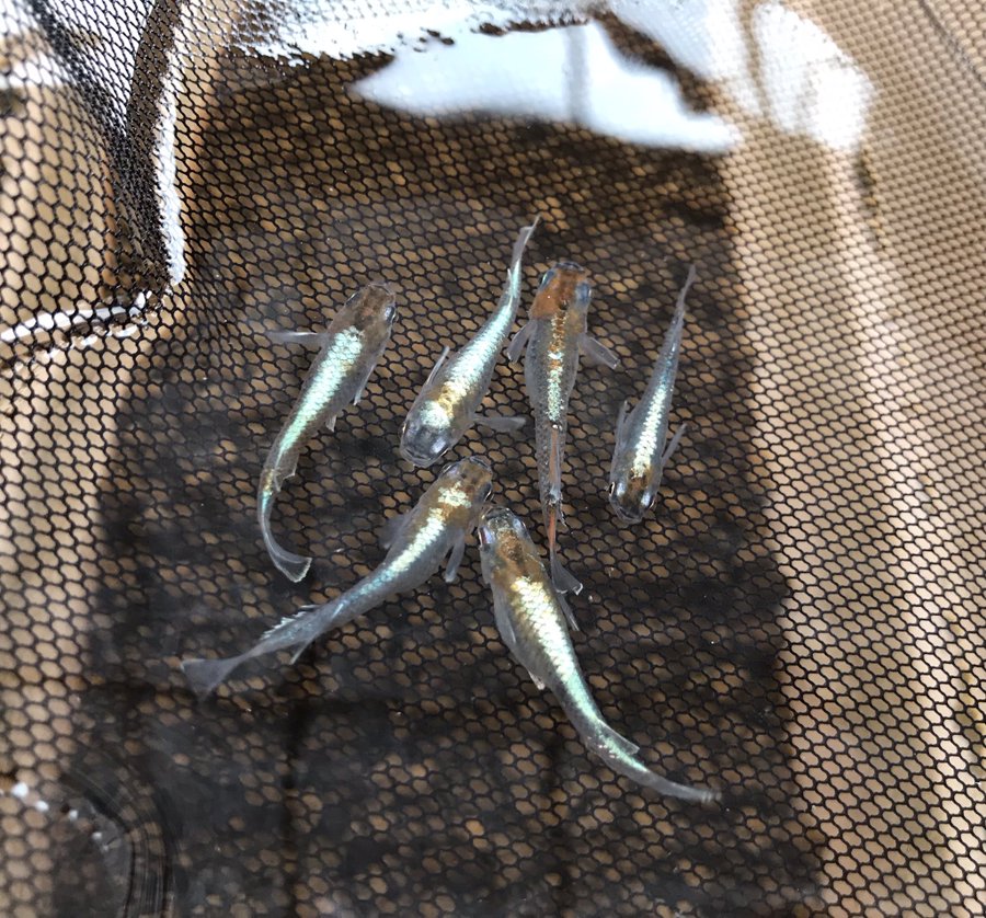 メダカ販売 めだか通販 Medakarium