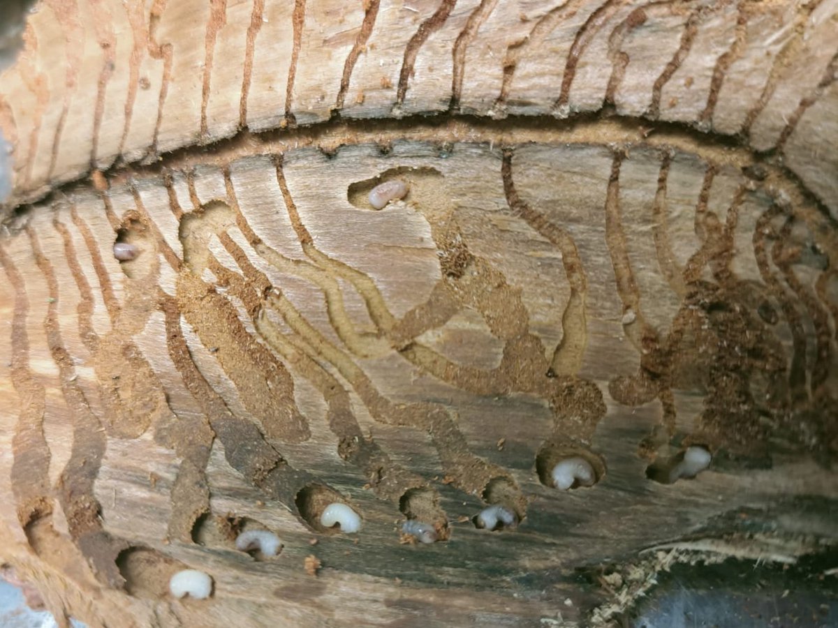 EcologyInsects's tweet photo. Large Larch Bark Beetle Ips cembrae🐞 
beautiful patterns of gallery making to complete development in growing chambers..
You can see two developmental stages here
~Mature Larvae
~Pupae
#Larch #Barkbeetles #Ipscembrae #Chemicalecology #forestentomology #growthstages #larvae #pupa https://t.co/8YgBVNhABY