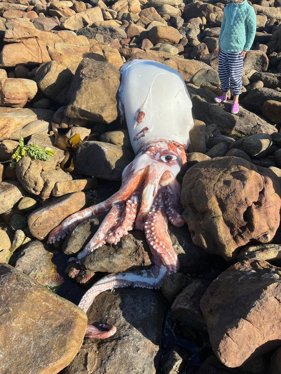 CityofCT's tweet photo. A Giant Squid and Pilot Whale calf have washed ashore at Scarborough and Table View beaches this week. The City of Cape Town’s Coastal Management Branch assisted with the removal of these carcasses.

Read more: https://t.co/dZdaoocVNi

#CTNews https://t.co/7V7dFQCReO