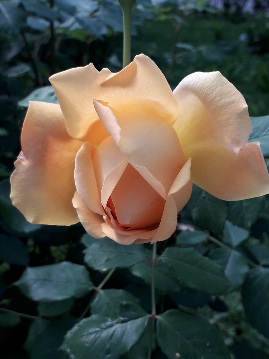 enzapaolalove's tweet photo. Tutti ti diranno cosa fare, ma tu ricorda di tenere sempre dentro di te un pezzetto di giardino fiorito a cui dare ascolto.
(Cit)

#PensieriLeggeri
#SalaLettura https://t.co/oztGao69ZV