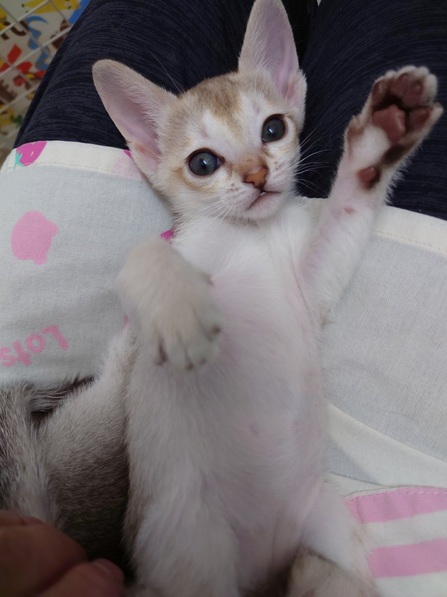 22年 石川のかわいい猫カフェ3選 親子でいしかわ