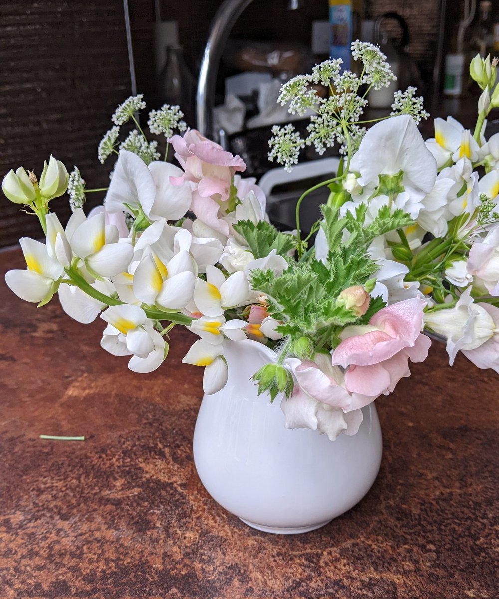 This is a new annual for me but I will definitely grow it again Lupinus cruckshankii 'Javelin White'- a very delicate small lupin, beautifully scented & lasts a long time in a vase. From @ChilternSeeds #GardeningTwitter #cuttinggarden