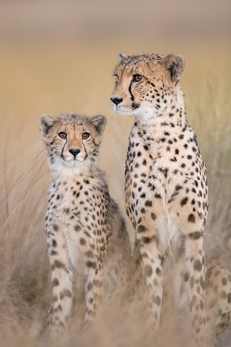 Liuwa in Zambia hosts a small but thriving population of 20 cheetahs. 🐆 With fewer than 7,100 cheetahs remaining in the wild today, they are one of the most endangered big cats on the planet &amp; protected areas, like Liuwa, are essential if the species is to persist. 💛