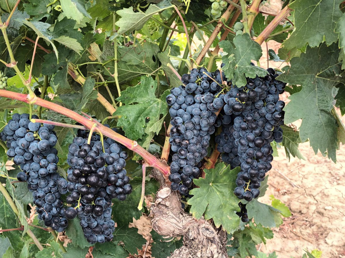 Nuestra viña de Santa Águeda 

#wine #riojaalavesa #labastida #bymitarte #santaageda