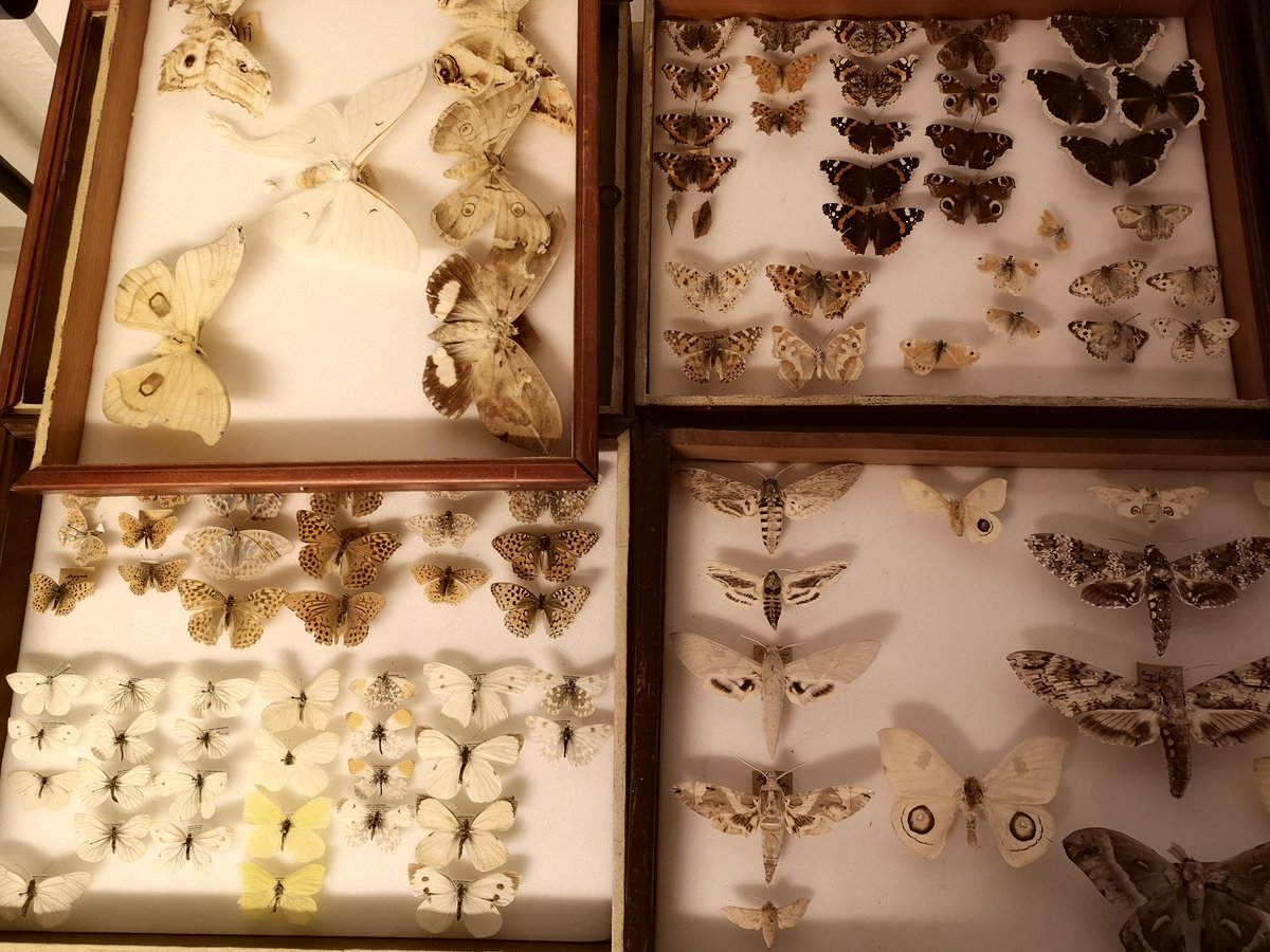 MagnusHouen's tweet photo. Going from messy - to organised mess - to the lovely result.😍
#Entomology #mothcollection #biodiversity https://t.co/bj3ku4tQpb
