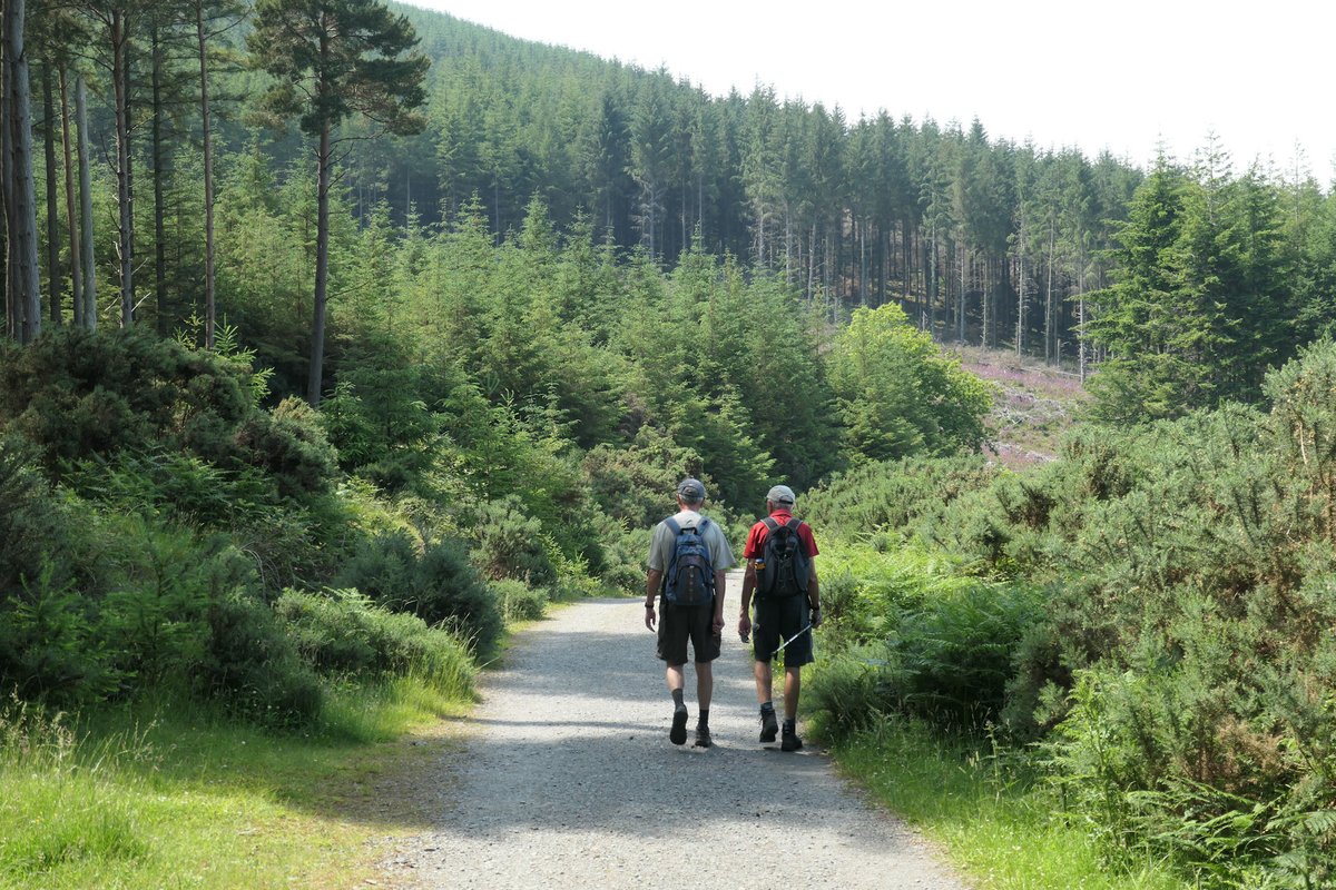 Coillte drop-in meetings from 2-6pm below 12 Sept - Jackson’s Hotel, Donegal 13 Sept - Sligo Park Hotel, Sligo 14 Sept - Breaffy House Hotel, Mayo Our response to consultation on Coillte’s 2021-25 regional forest management plans: mountaineering.ie/.../2021728104… #mountaineeringireland