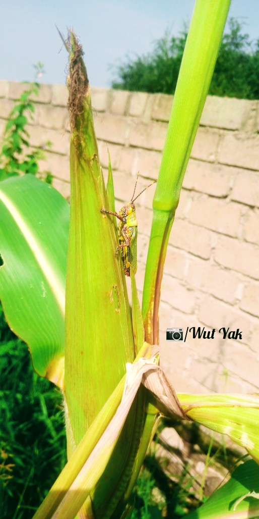 تحية طيبة من جوبا 

#SSOT