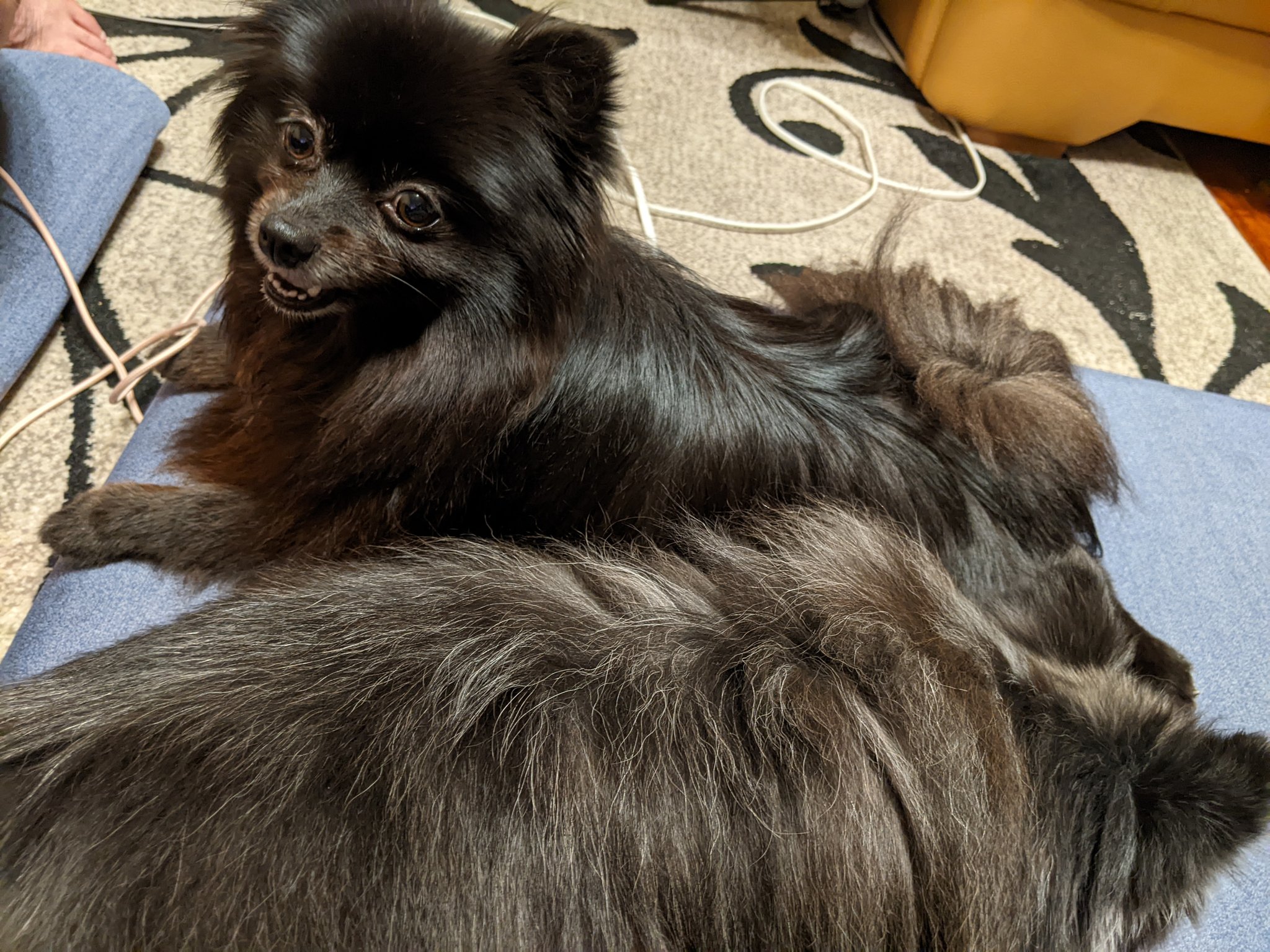 盲目犬 Twitter Search Twitter