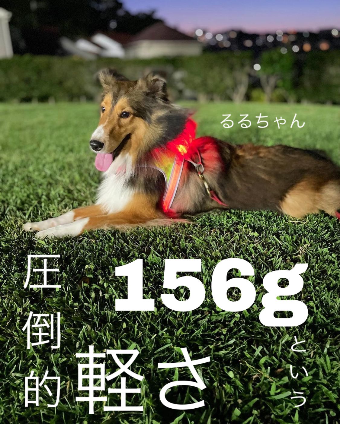 シェルティ好きな人と繋がりたい Twitter Search Twitter