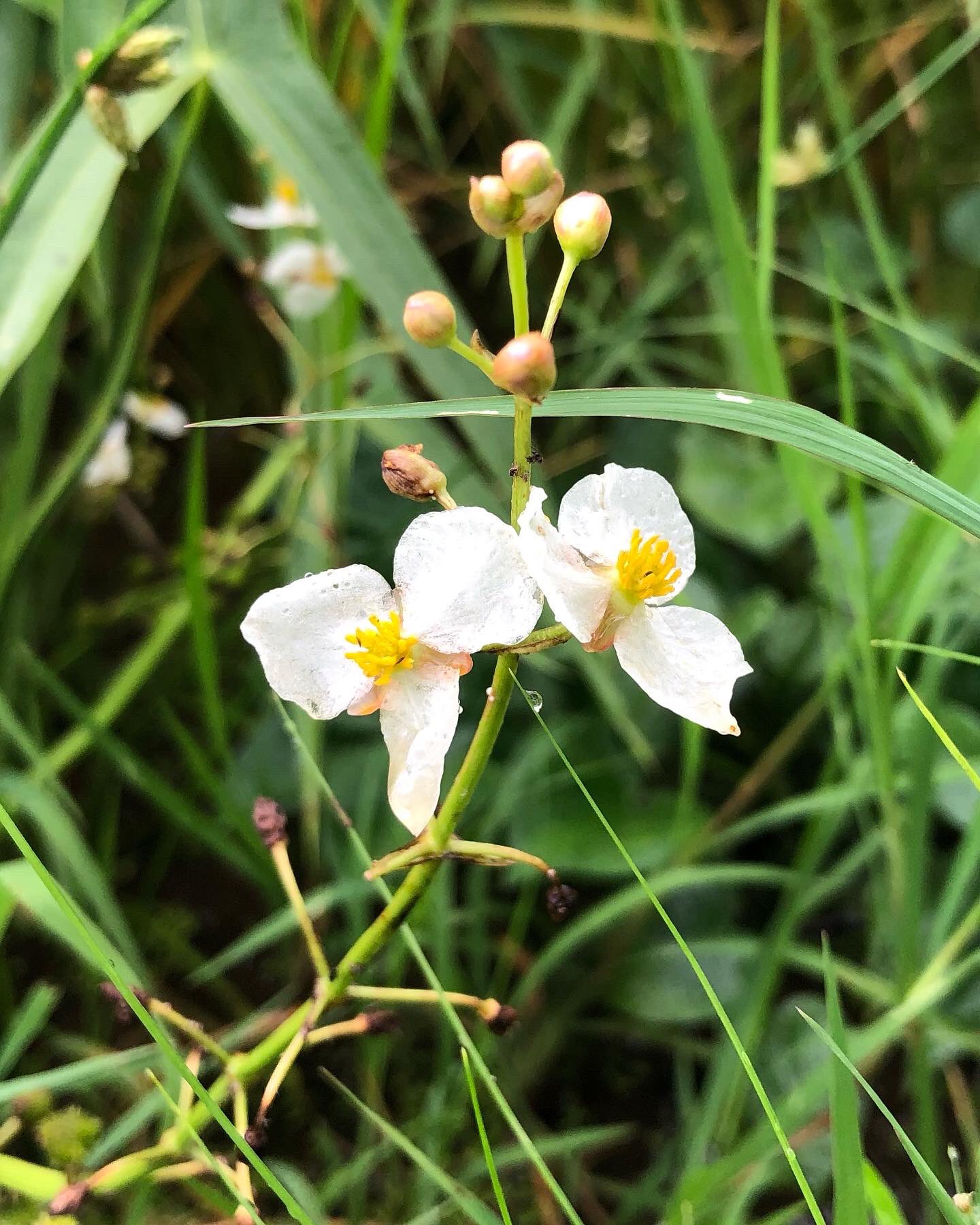 オモダカの花 Twitter Search Twitter