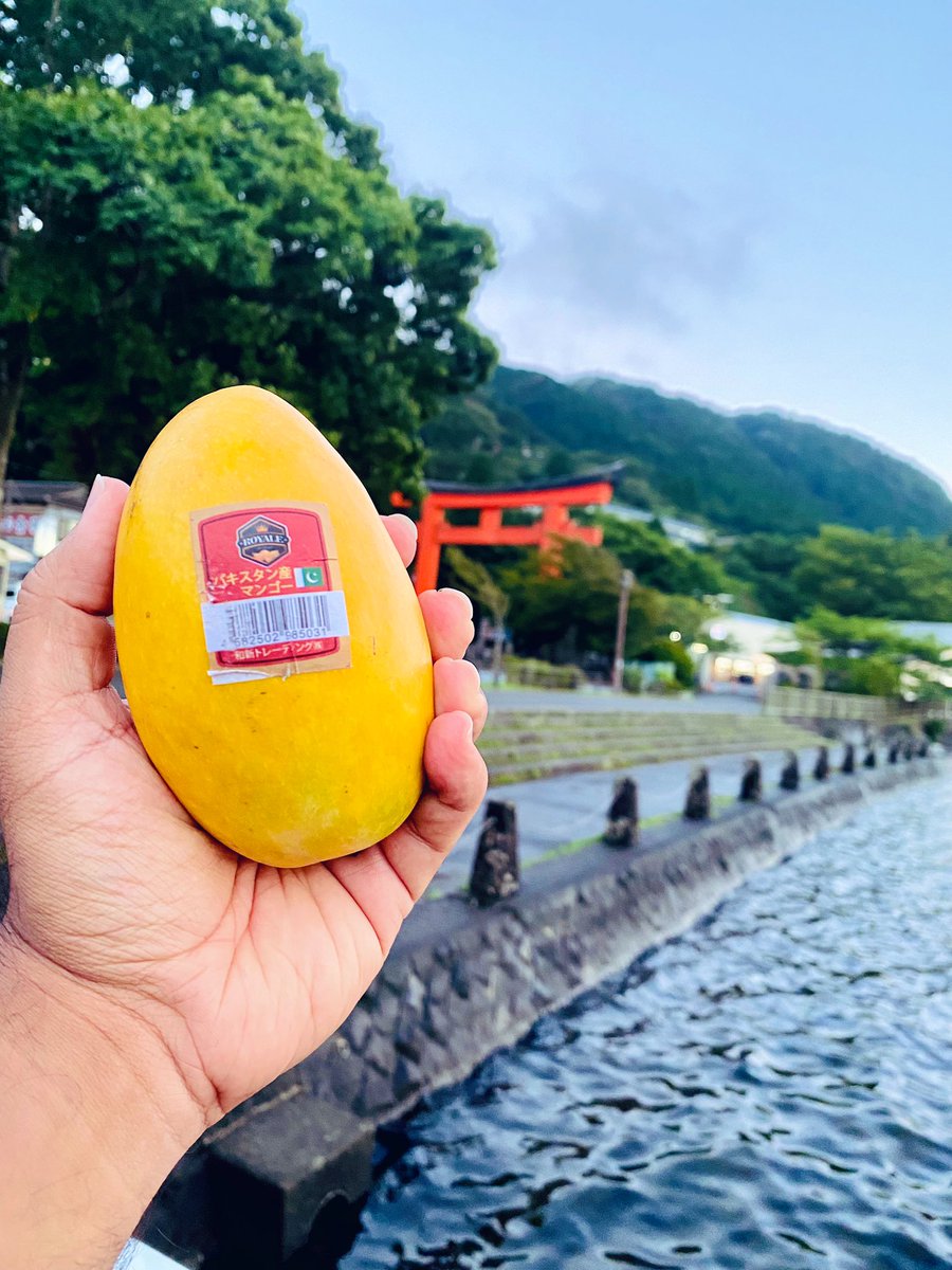 Pakistani Mangoes in Japan

@mgagrifoods remains the major exporter of fresh mangoes from Pakistan to Japan with its brand ROYALE 🇵🇰👑🥭🇯🇵 

#パキスタンマンゴー #マンゴー2022 #chaunsa #pakistanimangoes #75thpaykuchkhaas #royalemango 

@tdap_official @Emergingpk