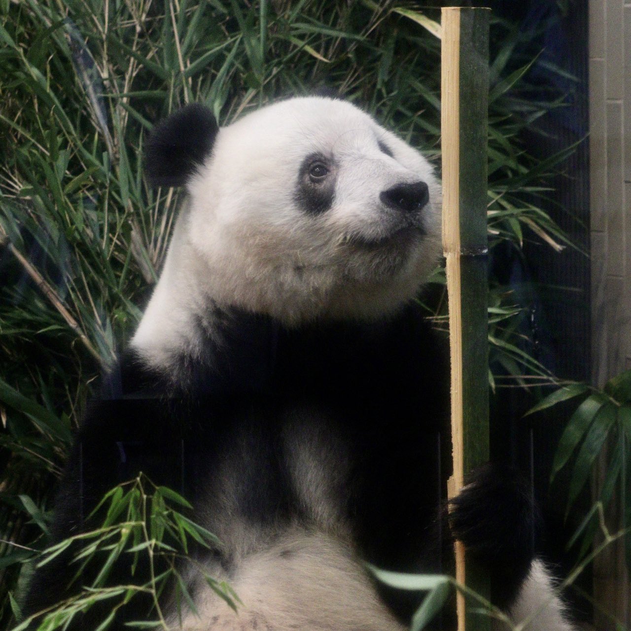 Mari 22 08 18 シャンシャン 可愛い 上野動物園 ジャイアントパンダ パンダ シャンシャン Xiangxiang 香香 T Co Lika4ljmtf Twitter