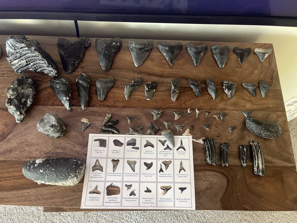 raygeorgemort's tweet photo. @nytimes Come on down to Venice, Florida I’ll take you diving for Meg teeth, mammoth teeth &amp; bones, fossilized horse teeth and other smaller shark teeth. 😊 https://t.co/SpP6Lp1Acp