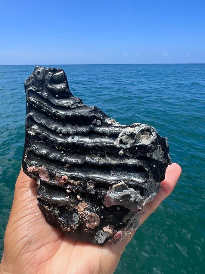 raygeorgemort's tweet photo. @nytimes Come on down to Venice, Florida I’ll take you diving for Meg teeth, mammoth teeth &amp; bones, fossilized horse teeth and other smaller shark teeth. 😊 https://t.co/SpP6Lp1Acp