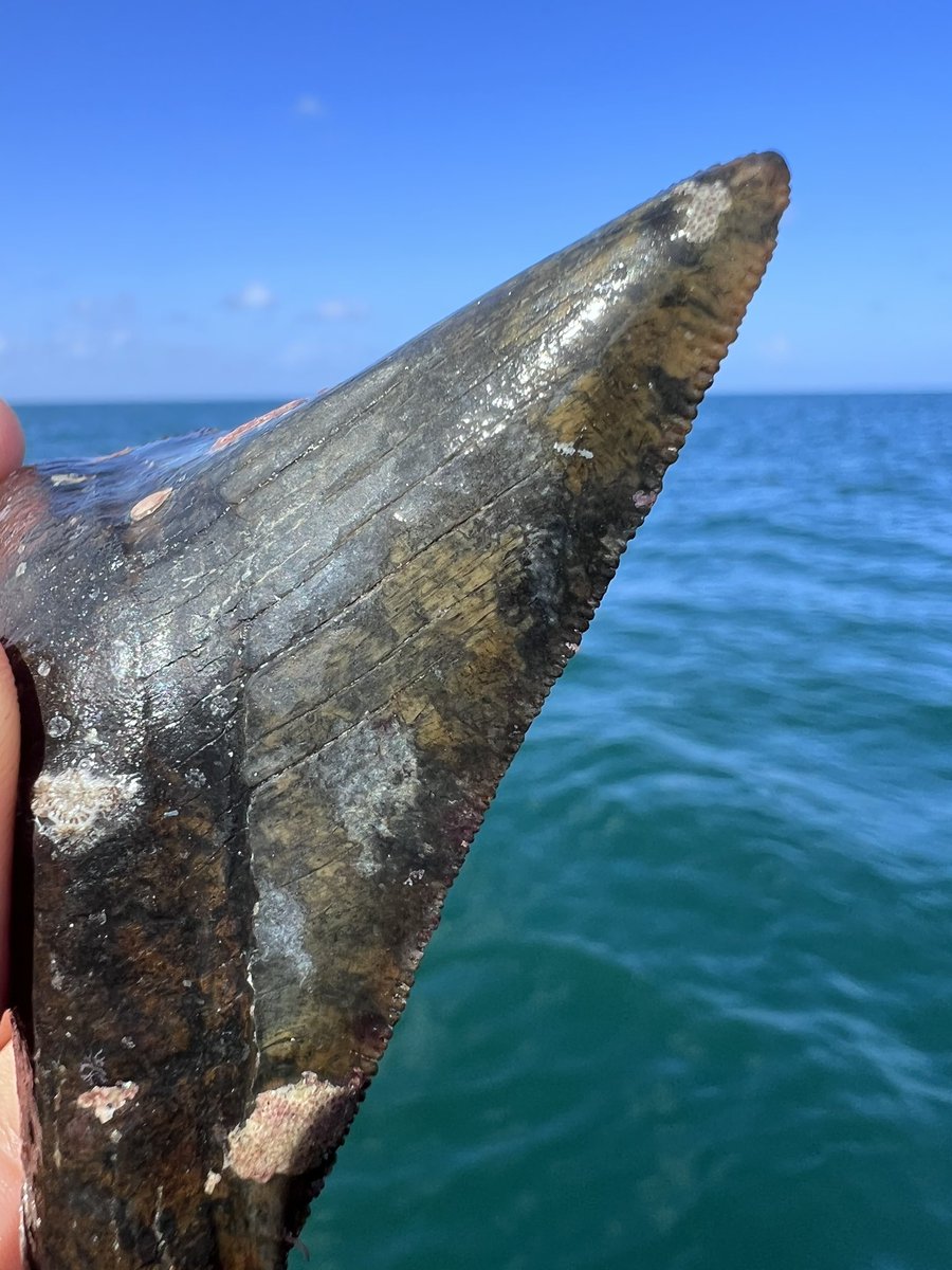 raygeorgemort's tweet photo. @nytimes Come on down to Venice, Florida I’ll take you diving for Meg teeth, mammoth teeth &amp; bones, fossilized horse teeth and other smaller shark teeth. 😊 https://t.co/SpP6Lp1Acp