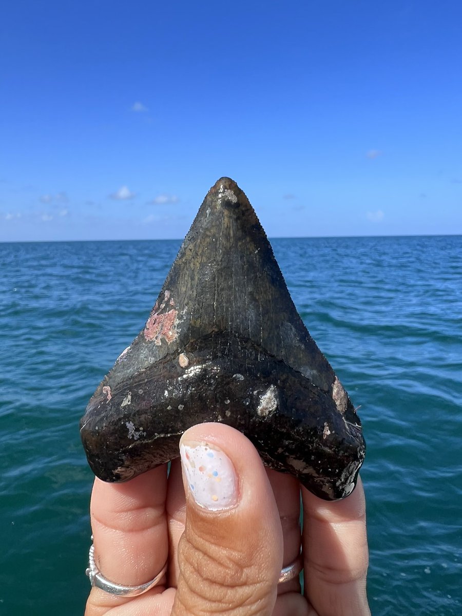 raygeorgemort's tweet photo. @nytimes Come on down to Venice, Florida I’ll take you diving for Meg teeth, mammoth teeth &amp; bones, fossilized horse teeth and other smaller shark teeth. 😊 https://t.co/SpP6Lp1Acp