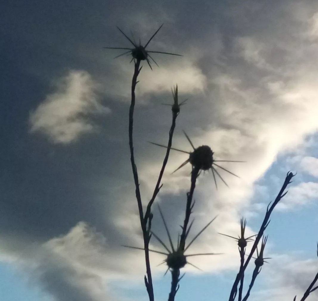 Bazen  dikenlere takılır kalır bulutlar gözyaşları akar bu yüzden .