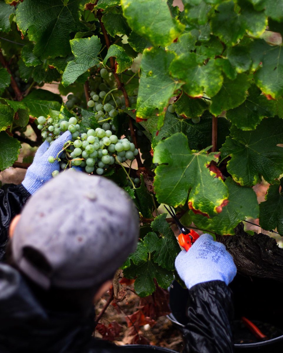 PlaneteBordeaux's tweet photo. ✂️ Les vendanges ont débutées dans le vignoble! Le photographe Martin Dupuy a joliment capturé cet instant phare de la saison au @chateauturcaud 

🍾Les #CrémantsdeBordeaux sont les premiers à être récoltés.

🍇On souhaite de très belles #vendanges à tous les viticulteurs ! https://t.co/MdhIE6iQ2S